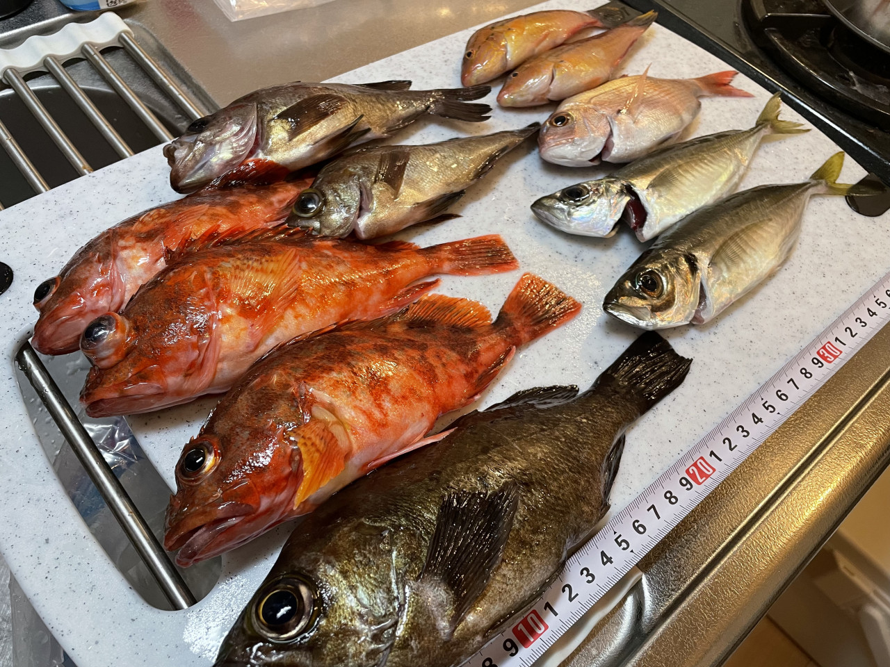 Tsulino NEWロッドで美味しい根魚たっくさん！初船カサゴ＆メバル便＠まとばや イシグロ鳴海店 | 釣具のイシグロ | 釣り情報サイト